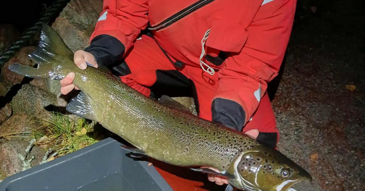 Saimaan J rvilohelle uutta Verta Laatokalta Risteytys K ynnistyi Saimaan J rvilohelle uutta Verta Laatokalta Risteytys K ynnistyi